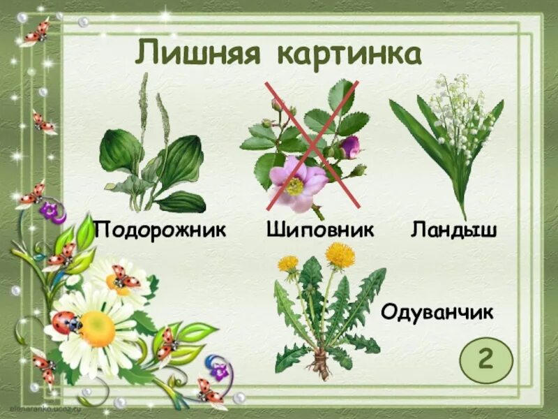 Ландыши шиповник. Растения. Ландыши шиповник. Шиповник презентация занятие в подготовительной. Дикорастущие лечебные растения.