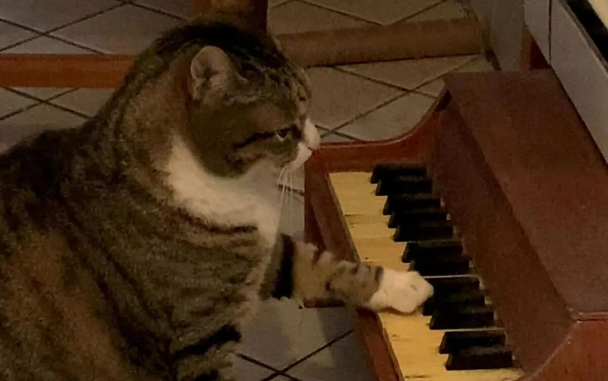 Кот сыграл. Кот на синтезаторе. Кот игроман. Кот на синтезаторе. Кот пианист.
