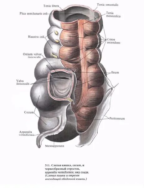 Толстая кишка анатомия. Слепая кишка. Илеоцекальный клапан анатомия. Слепая кишка анатомия строение. Кишечник человека строение слепая кишка. Слепая кишка расположена