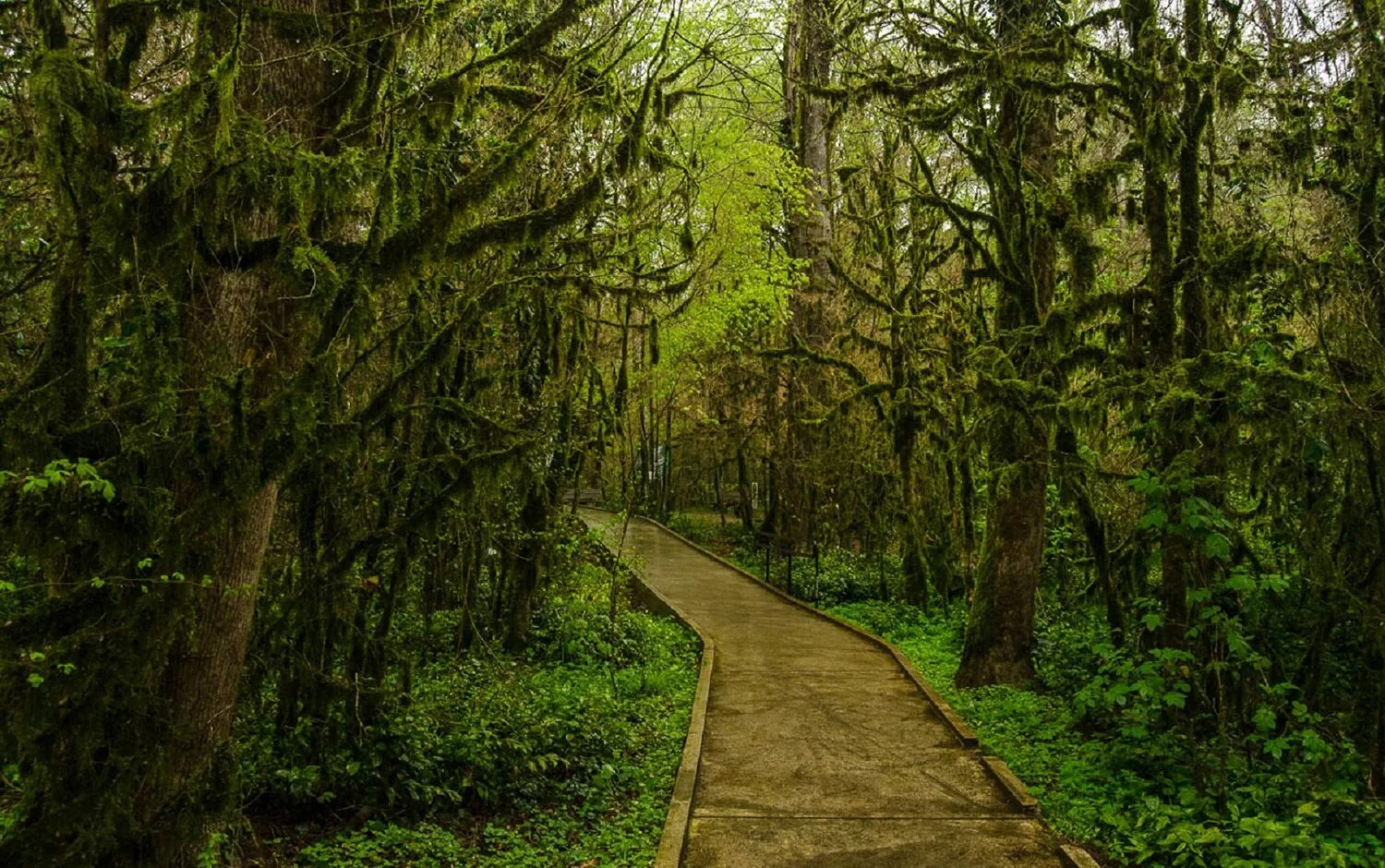 заповедник тисо-самшитовая роща. тисо-самшитовая роща. тисо-самшитовая роща. тисо-самшитовая роща сочи. самшитовая роща сочи.