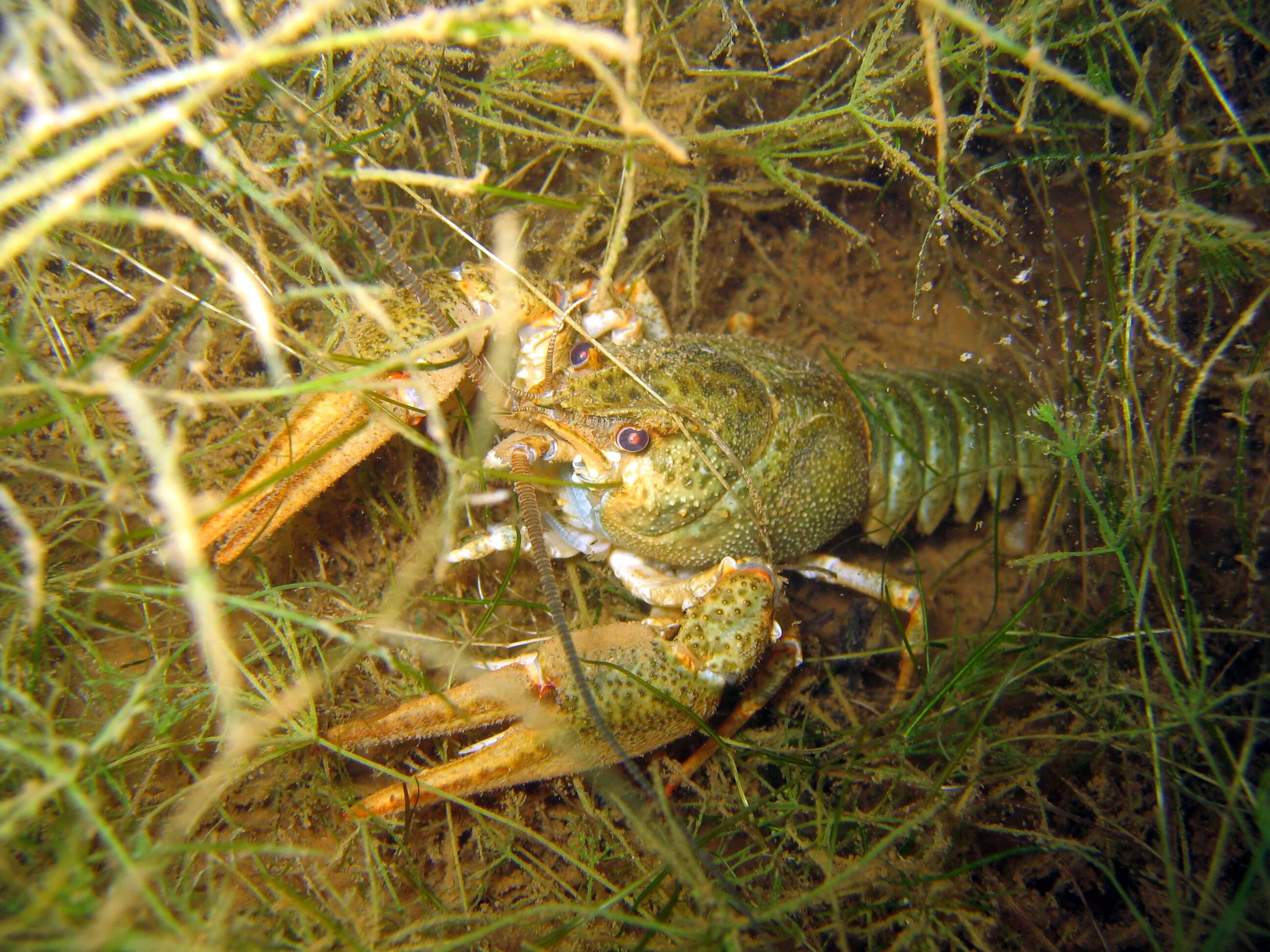 Речные раки являются. Astacus Leptodactylus. Astacus Leptodactylus марка. Astacidea. Pontastacus Kessler.