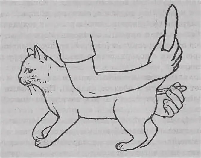 Сердцебиение у котят