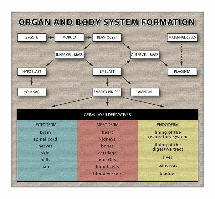 System of appear. Vacucid systematic. body in formation. aquiferous system of rhagon type.