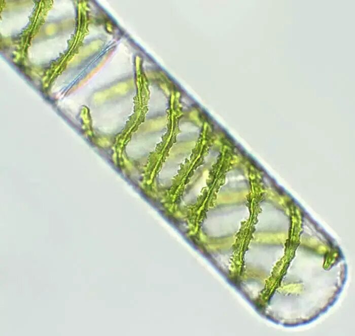 Спирогира питание. Спирогира водоросль. Спирогира биоиндикатор. Зеленые водоросли спирогира. Спирогира микроскоп 10x.