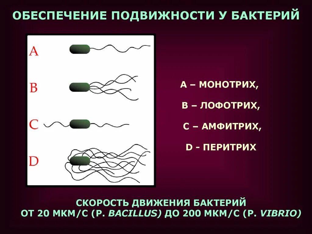 Монотрихи лофотрихи. Монотрихи амфитрихи лофотрихи перитрихи. Монотрих, лофотрих, амфитрих, перитрих.. Монотрихи-бактерии. Передвижение бактерий