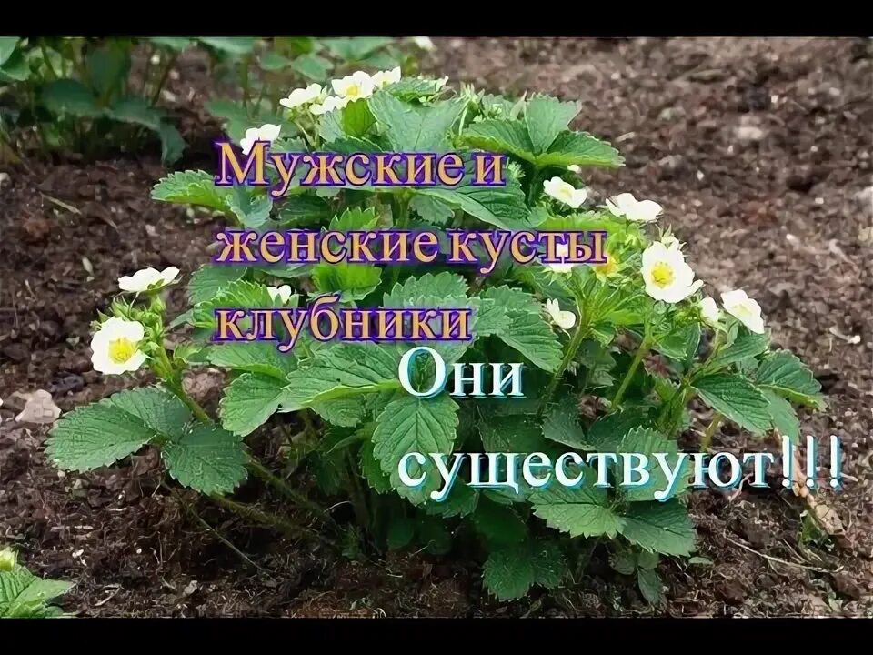 Клубника Хоней: описание сорта с характеристикой и отзывами, особенности посадки