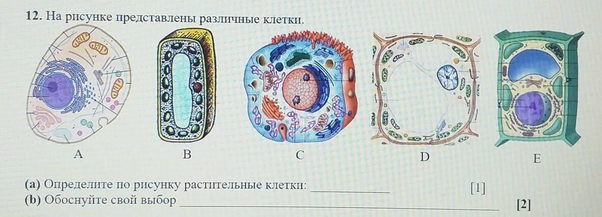 Изображение разных клеток