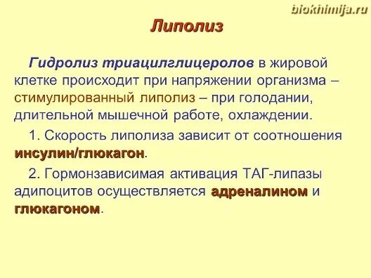 Процесс липолиза