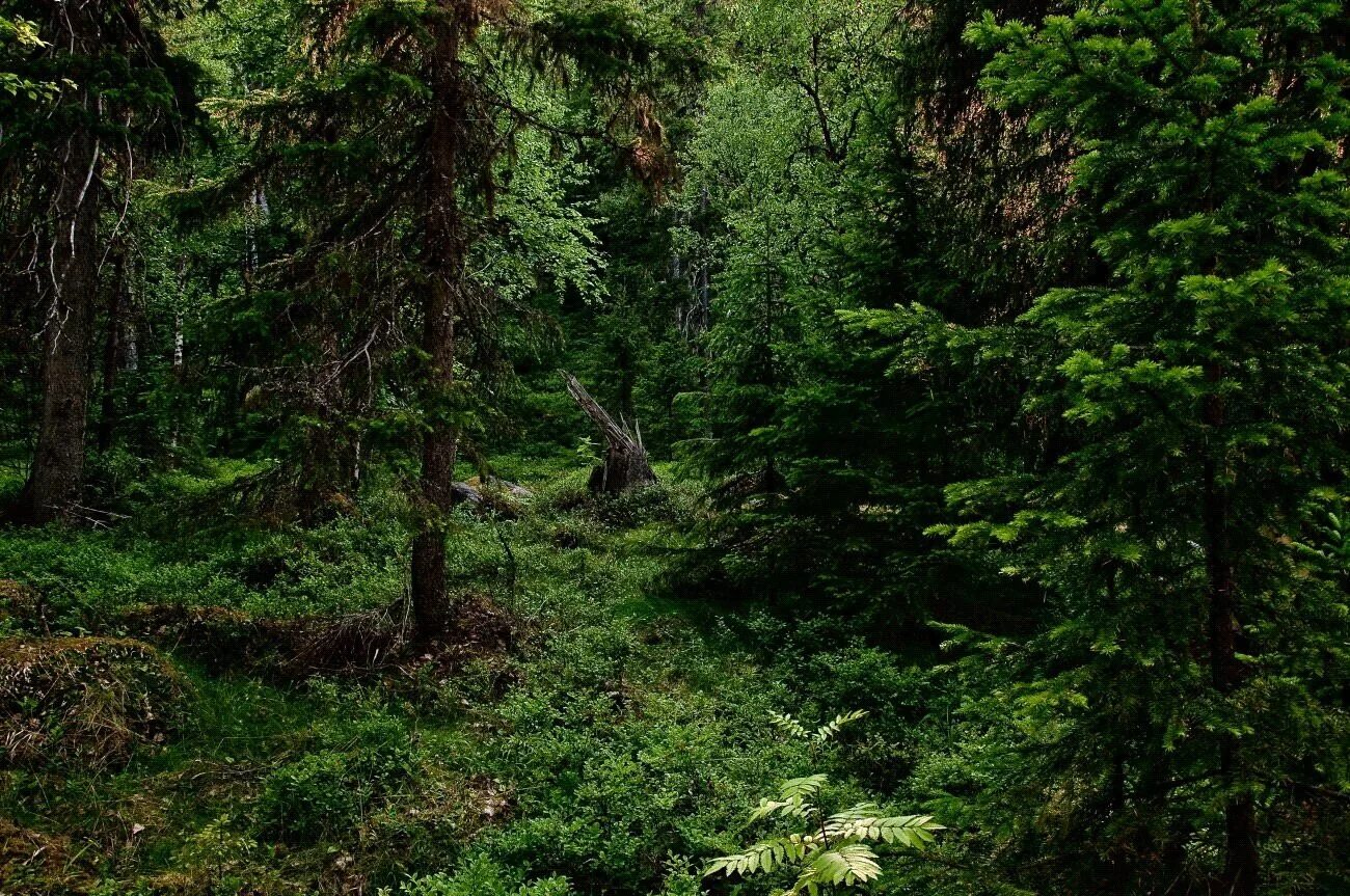 Тайга (хвойные леса) Сыктывкар. Подлесок тайги. Темнохвойный Таежный лес. Тайга хвойный Бор НЕПРОХОДИМАЯ.