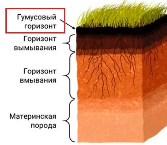 К материнской породе примыкает почвенный. Лесная подстилка гумусовый Горизонт Горизонт вымывания. Разрез почвы гумусовый Горизонт. Почвенный профиль гумусовый Горизонт. Почвенный Горизонт дернина.