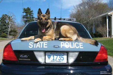 State Trooper Pens Heartfelt Letter to Fallen Police Dog 