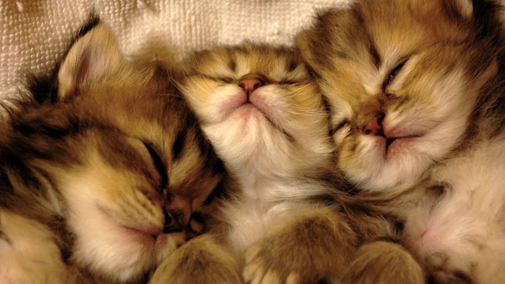 Спящие вместе коты. Милые котики. спящие котята. три котика обнимаются.