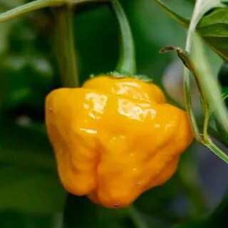 Pepper 18