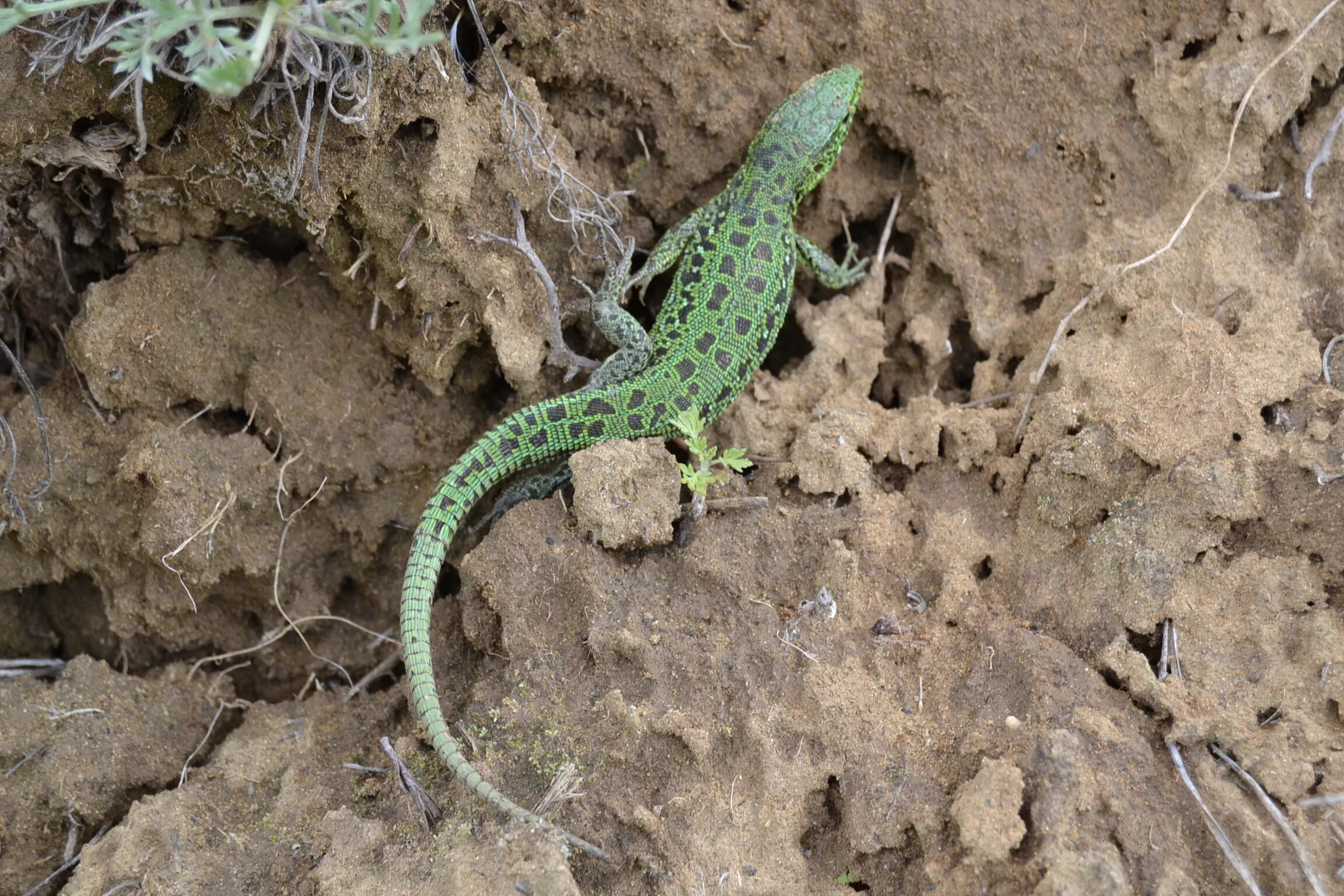 Прыткая ящерица Lacerta Agilis. Яйца прыткой ящерицы. Террариум для прыткой ящерицы. Прыткая ящерица откладывает яйца. Известно что ящерица прыткая наземное