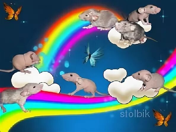 Мышонок на радуге. Мышь Радуга. Ушел на радугу крыс. Крыса на радуге. Свинья на радуге