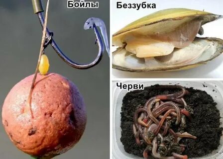 Какую приманку ловить