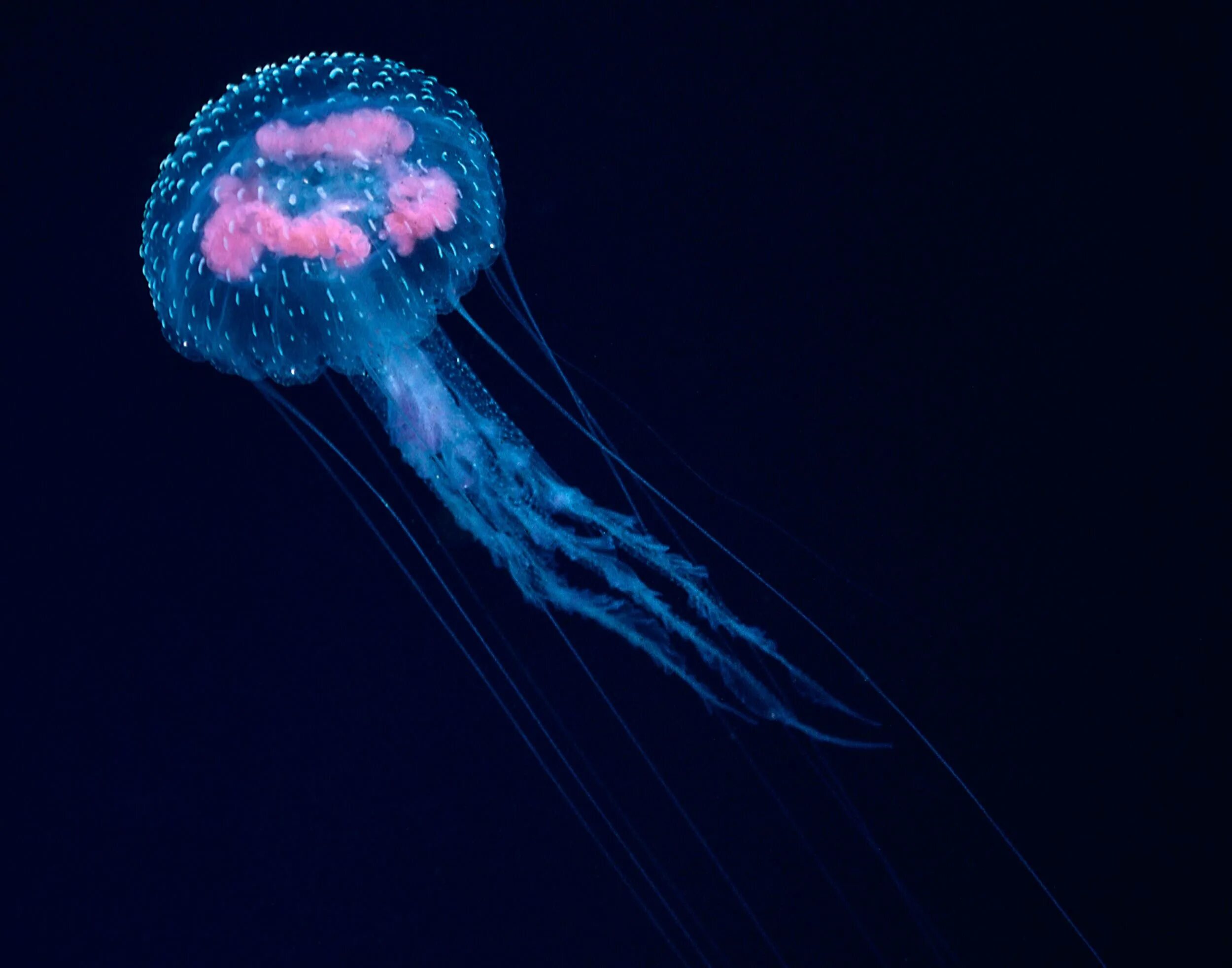 Биолюминесценция медузы. Медузы 4к. Биолюминесценция медузы aequorea. Медуза планктон. Подводный мир медузы.