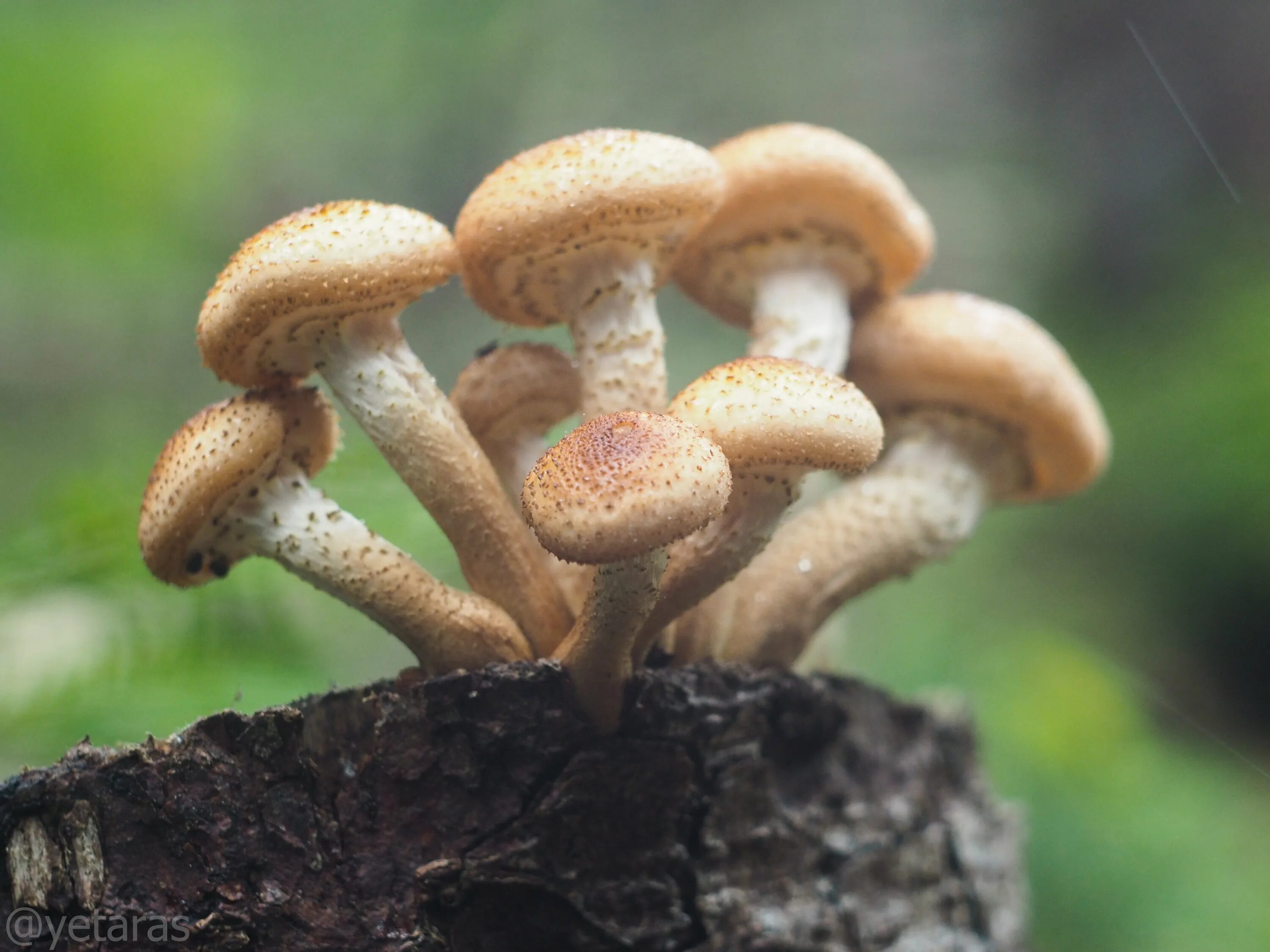 Опёнок осенний (Armillaria mellea). Пеньковые опята. Опенок чеканный Armillaria ectypa. Грибы опята на пеньке. Пшеничный гриб