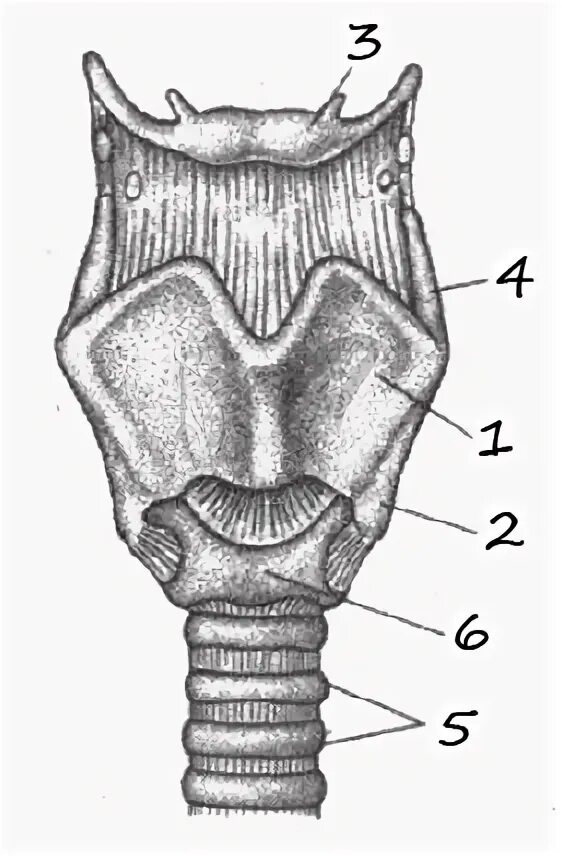 Верхний Рог щитовидного хряща. Гортань рисунок ЕГЭ. Вырост на щитовидным хрящом. Вид гортани спереди чёрно белый рисунок.