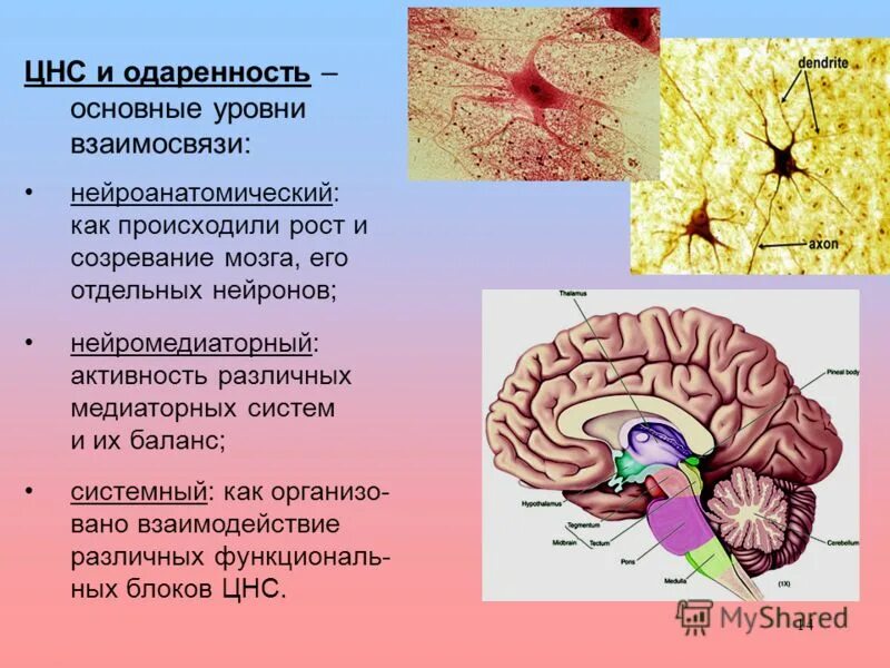 Анализы цнс