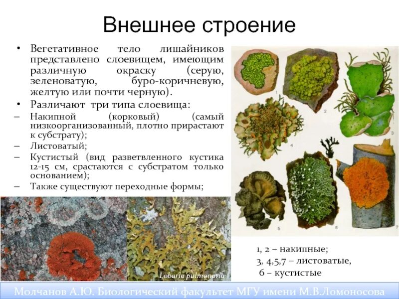 Какую среду обитания освоил лишайник. Накипной таллом лишайника. Классификация лишайников накипные. Ягель накипной лишайник. Накипное слоевище лишайника.