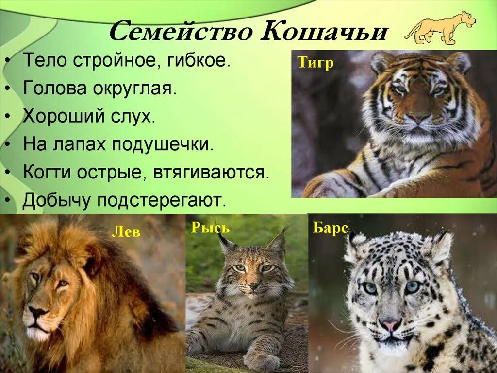 кот для презентации. кошки различают цвета. характеристика кошки домашней. особенности кошачьих. кошка породы бенгал характеристика.