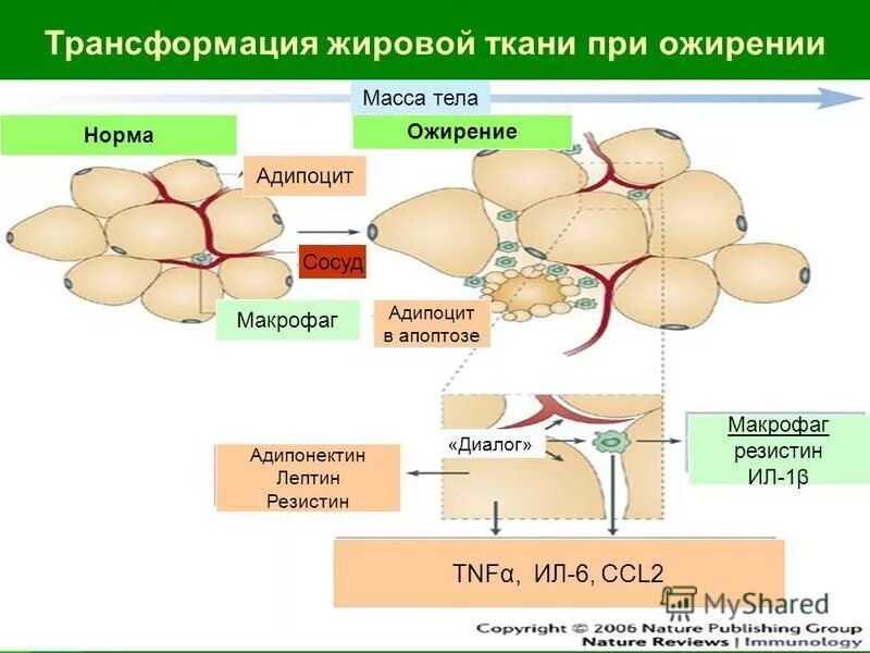 мужская фигура до и после. трансформация тела. джон брауэр весил 635 кг. жировая трансформация. жировая трансформация.