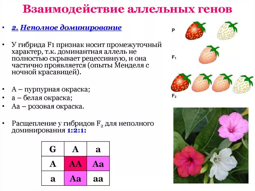 Генотипы лошадей. Взаимодействие аллельных генов примеры. Взаимодействие аллельных генов неполное доминирование. Кодоминирование неполное доминирование сверхдоминирование. Неполное доминирование f1 f2.