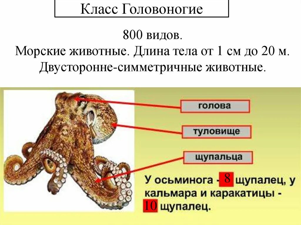 Головоногие классы животных. Царство животные тип простейшие. двусторонняя симметрия головоногих. класс головоногие примеры. тип симметрии осьминога.