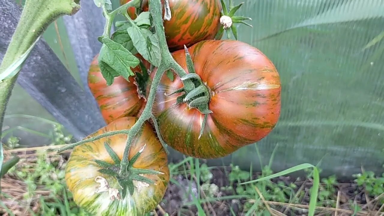 Сорт томата странная вещь девушки. Томат странная вещь странной девочки. Томат странная вещь странной девочки. Томат странная вещь девочкиной девочки. Томат girl girl's weird thing.
