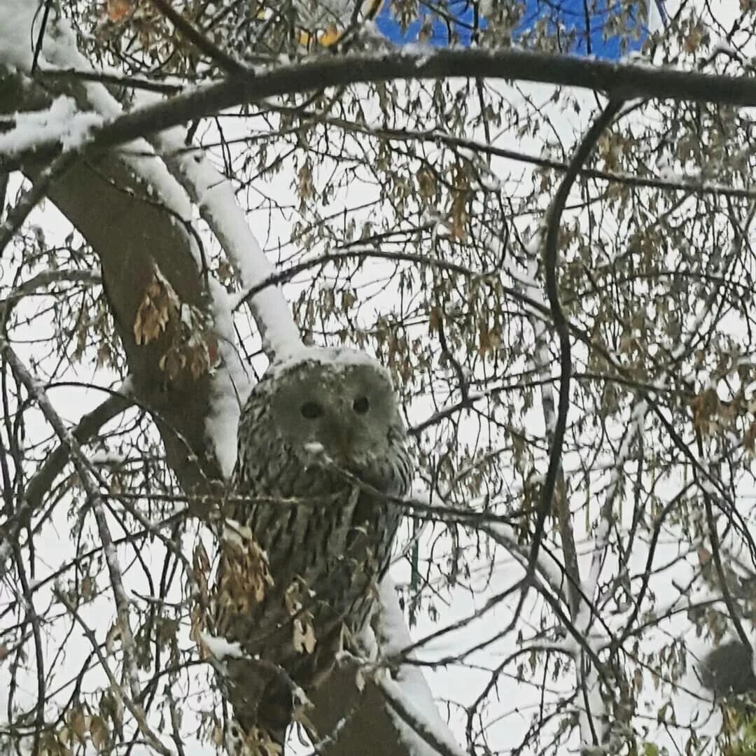 Совы прилетают в полночь аудиокнига. Книга мы совы. Совы прилетают в полночь аудиокнига. Филин размах крыльев. Сонник совенок прилетел и ты его спас.