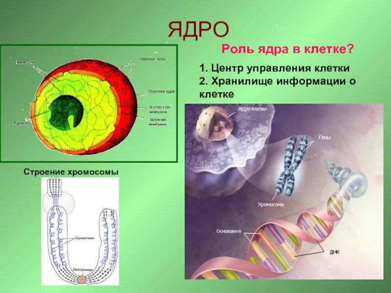 Какое значение ядро структуры в жизнедеятельности клетки. Какое значение ядро структуры в жизнедеятельности клетки