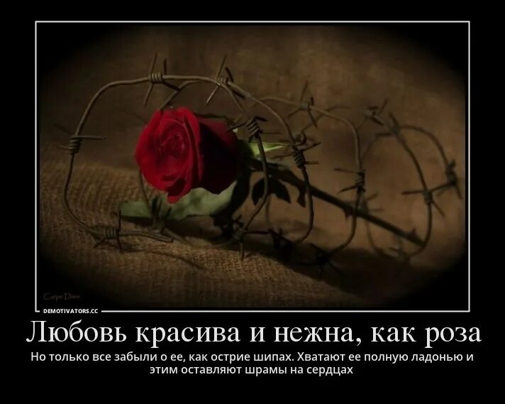 Жизнь похож на цветок. Цитаты про розы. Статусы про розы.