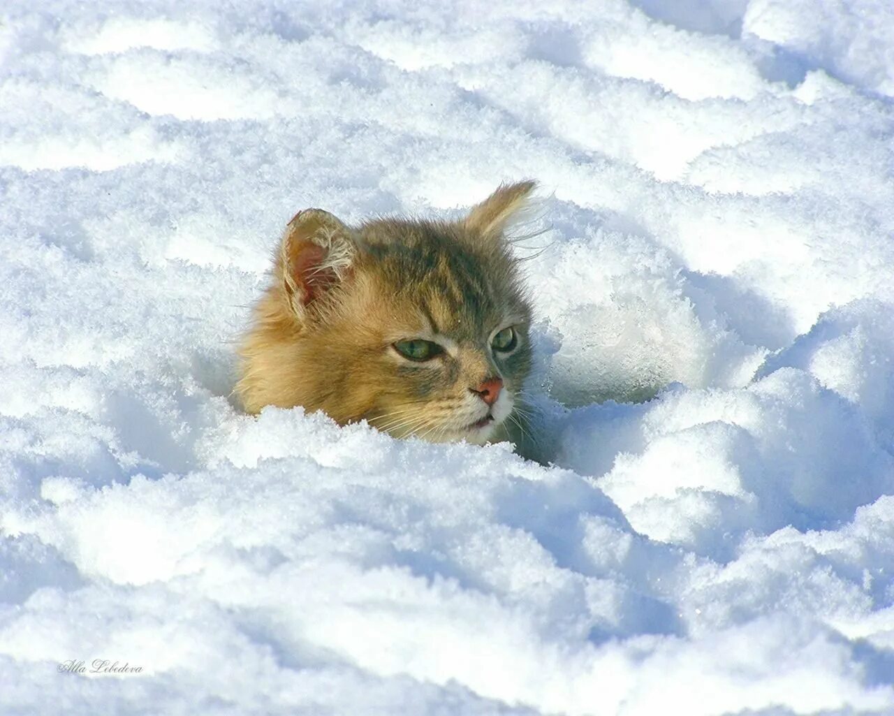 Веселые метели. Кот в снегу. Котенок в снегу. Доброе Снежное утро. Зимнее утро кот.