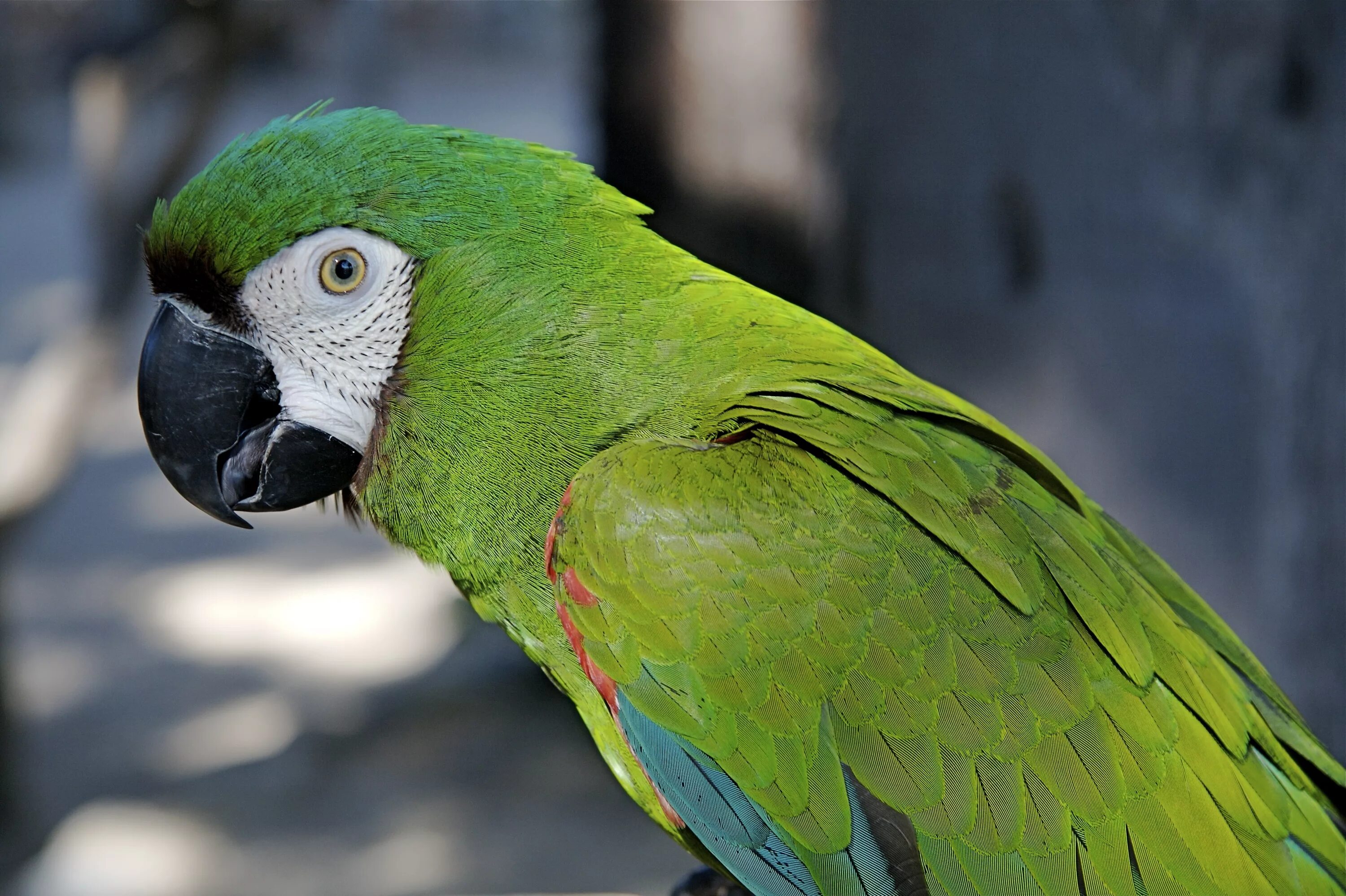 Большой попугай ара. Синелобый малый ара. Каштановолобый ара попугай. Зеленый амазонский попугай. Розовогрудый кольчатый попугай.