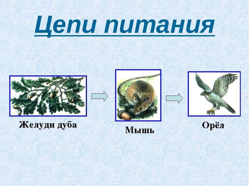 Цепи питания животных 3 класс окружающий мир. Цепь питания из 2 звеньев. цепочка питания животных 3 класс. цепи питания 3 класс окружающий мир. схема цепей питания 3 класс пример.