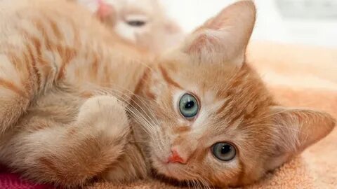 Имя бело рыжему коту