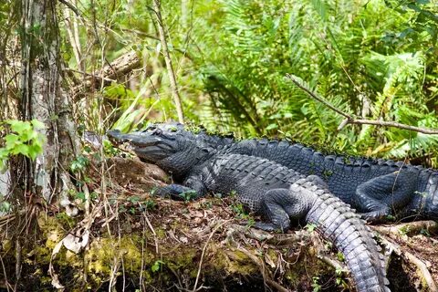 Alligator strike