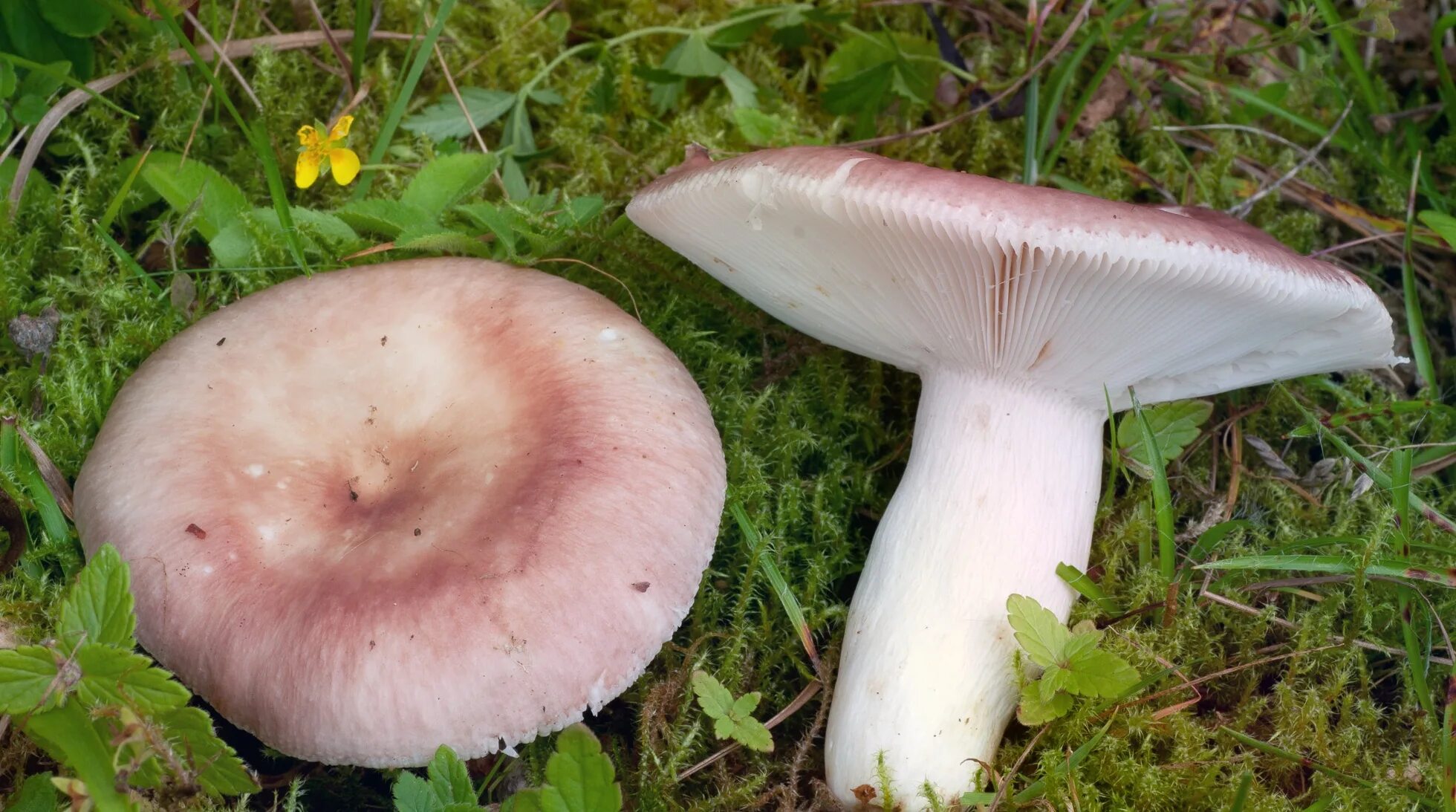 Сыроежка трубчатый или. Russula vesca – сыроежка пищевая. Сыроежка съедобная (Russula vesca).. Сыроежка сардониксовая. Сыроежка лиловоногая.