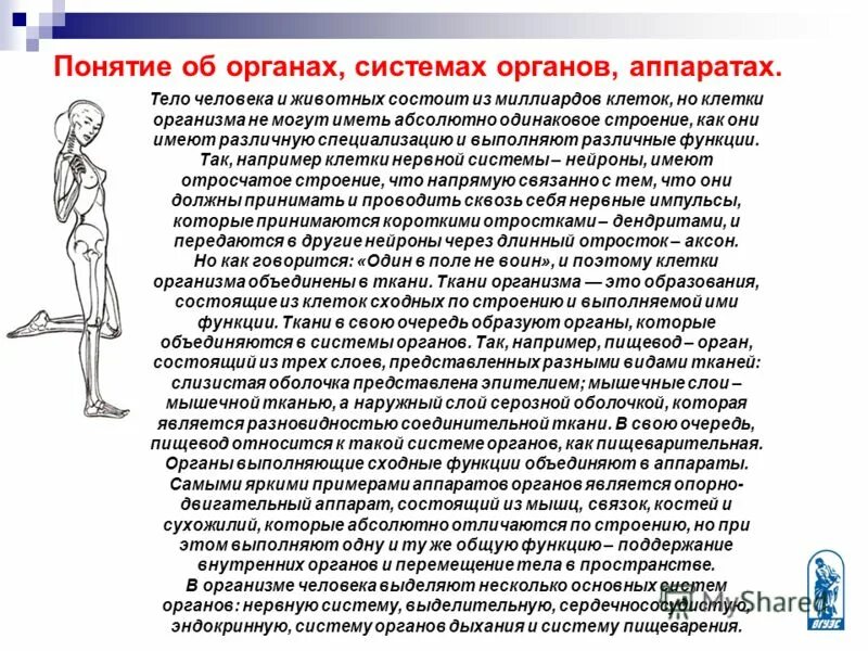 опорно-двигательная система кости и мышцы. аппараты организма человека. аппараты организма человека. костно-мышечная система(опорно-двигательная система). аппараты организма человека.