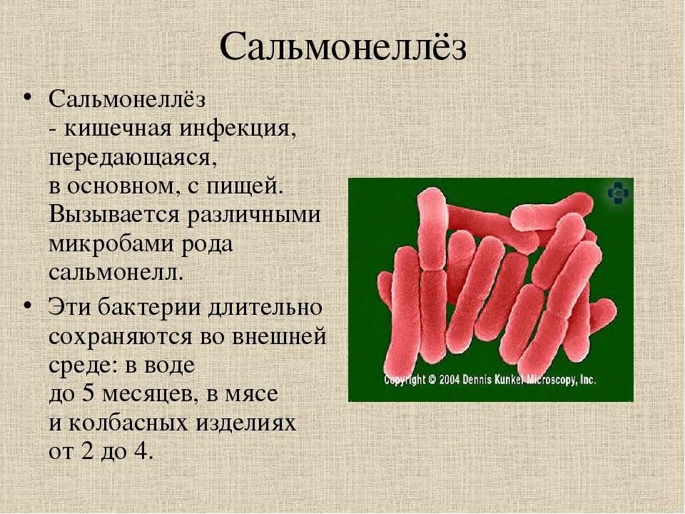 Какие бактерии вызывают тиф