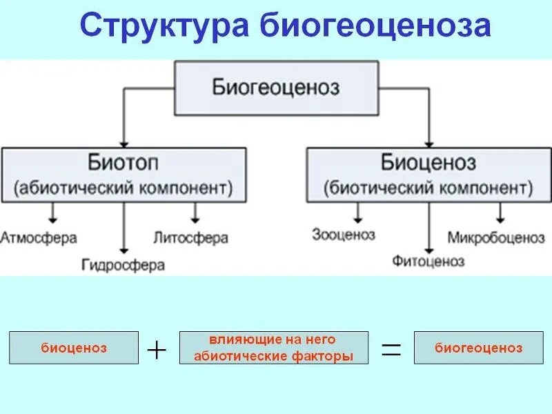 Укажите существующие элементы. Структура биоценоза компонент. Структурные компоненты биоценоза. Схема структурных компонентов биоценоза. Какова структура биогеоценоза.