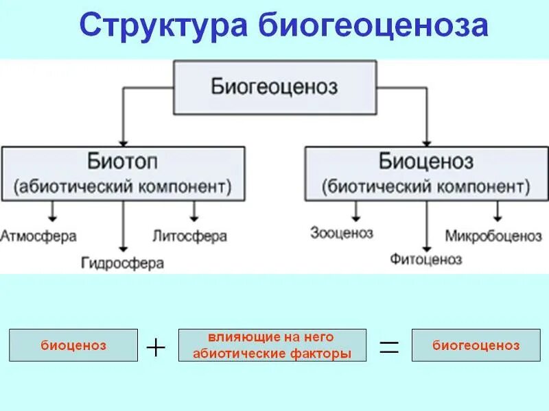 Какие из перечисленных компонентов. Структура биоценоза компонент. структурные компоненты биоценоза. схема состава компонентов экосистемы. структурные компоненты экосистемы схема.