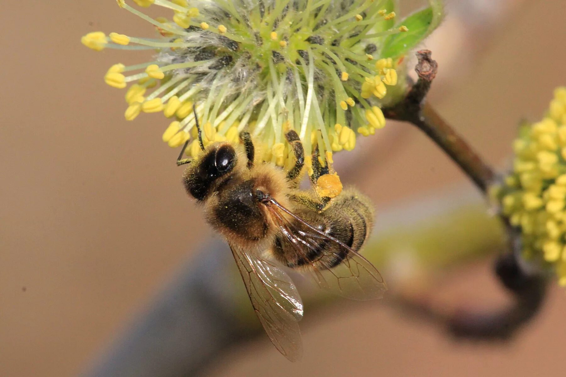 Пчелы пьют весенний. Пчела с пыльцой и нектаром. Пчела собирает нектар. Пчелки на цветах. Пчела опыляет цветок.