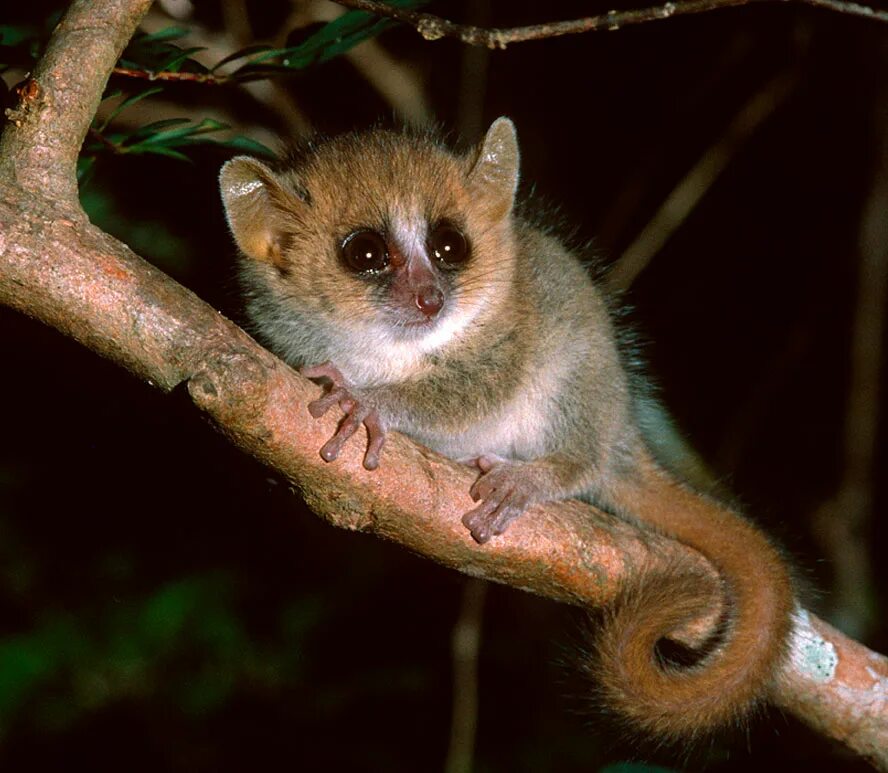Карликовый лемур галаго. Microcebus macarthurii. Мадагаскарский карликовый лемур. Карликовый мышиный лемур. Карликовый лемур галаго.