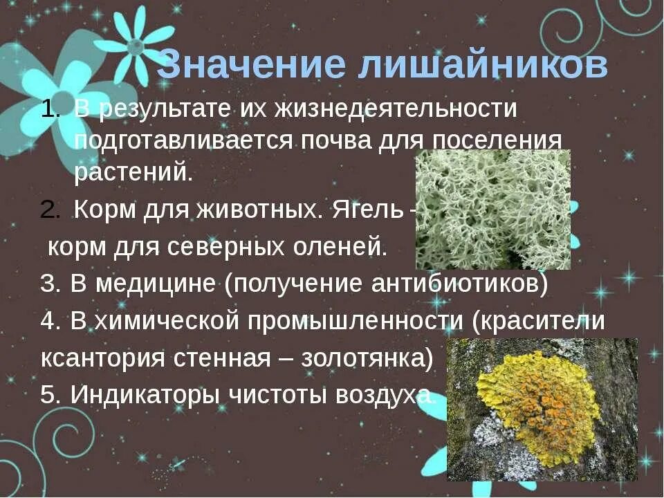 Значение лишайников. Сообщение многообразие лишайников. Значение лишайшайникрв. Сообщение значение лишайников. Какова роль лишайников