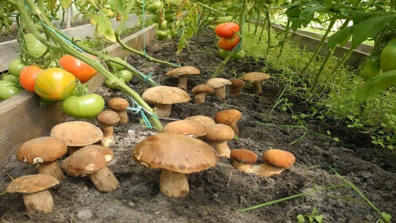 Посеять грибы. Грибы в огороде. Грибы на даче. Вырастить белые грибы на участке. Грибы на грядке.