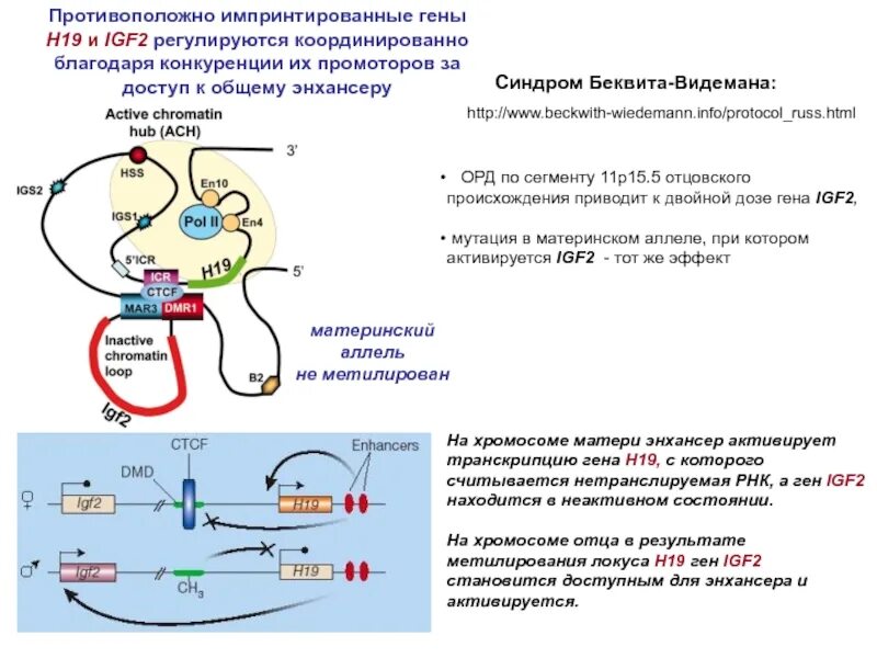 Ген х 4