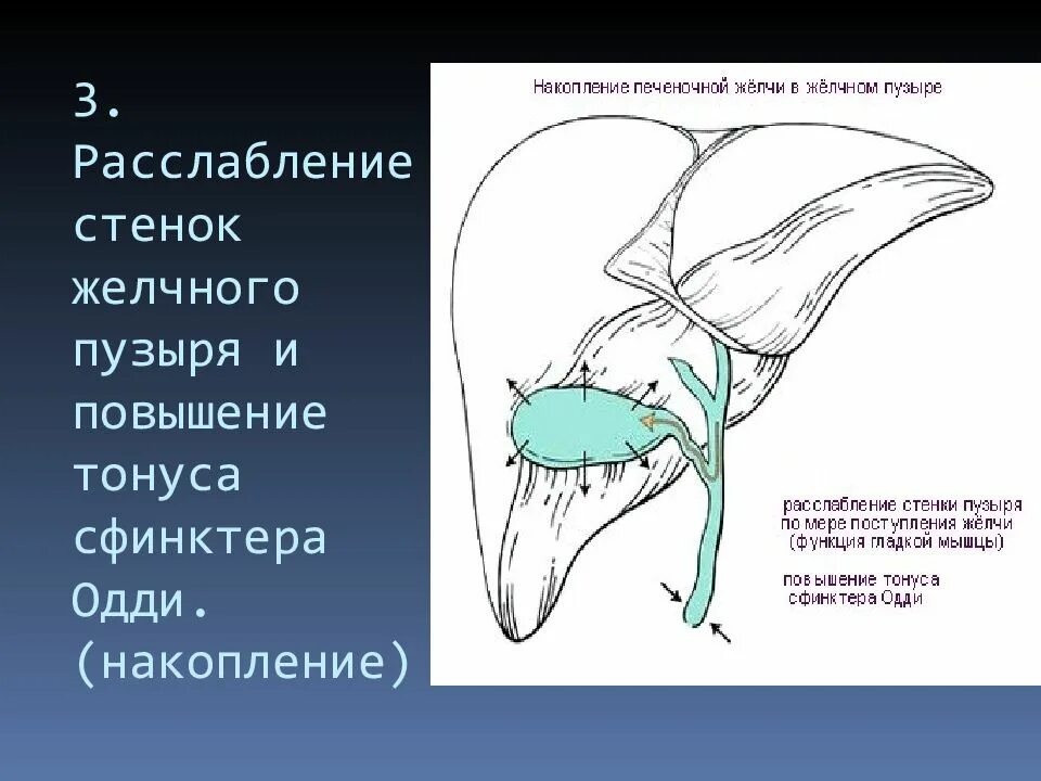 Тонус желчного пузыря