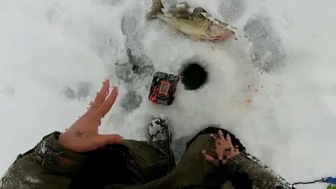 Практик 8 судак
